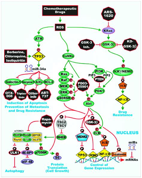 Illustration Of Glycogen Synthase Kinase 3 GSK 3 Interactions With