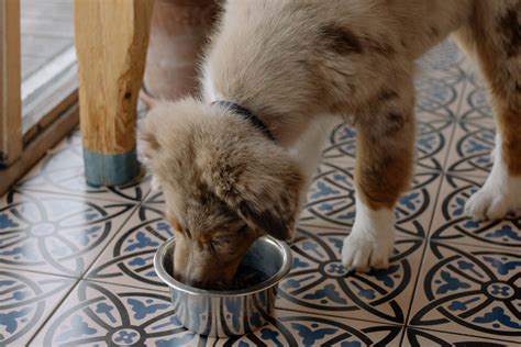 Come Stimolare L Appetito Di Un Cane Cane