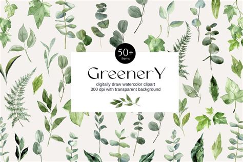 Watercolor Greenery Clipart Eucalyptus Leaves Png