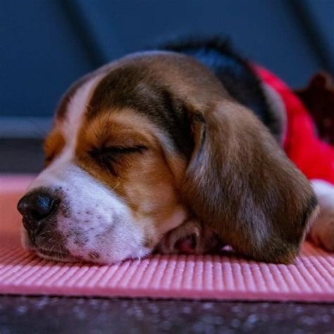 Puppy yoga o nouă formă de terapie pentru suflet