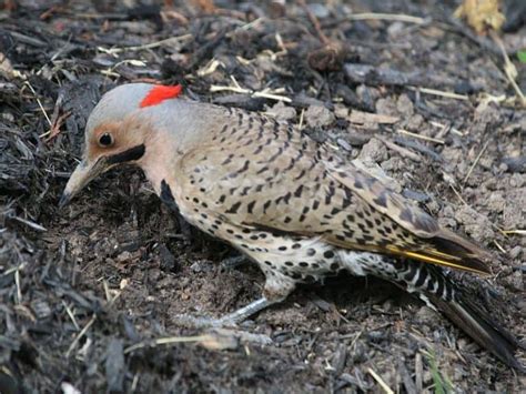 12 Woodpeckers In New Mexico Birdwatching Central