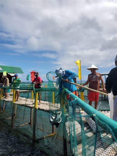 Gamawa Fishermen Release 20k Bangus Fingerlings— Nickel Asia Corporation