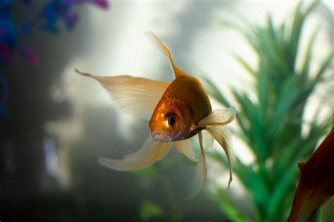cara merawat ikan guppy agar tidak cepat mati 6