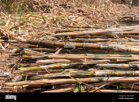 Sugarcane Plantation Are Harvesting Season In Thailand Agriculture