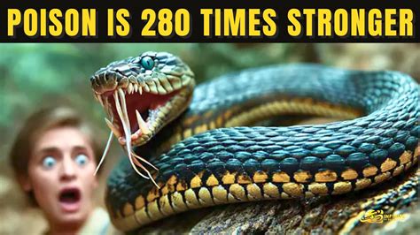 The Taipan Snake Is Times More Venomous Than A Rattlesnake Youtube