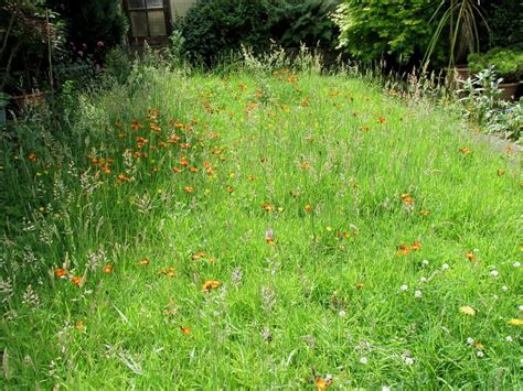 Wildflower Lawn How To Create A Meadow On Existing Grass