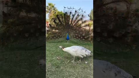 Beautiful Peacock 😍🦃 Viral Nature Yt Viralreels Viralshort Short