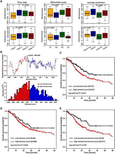 Association Of Stromal And Immune Scores With Gastric Cancer Pathology