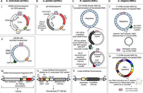 Schematic Diagrams Of Circular And Linear Artificial Chromosomes In