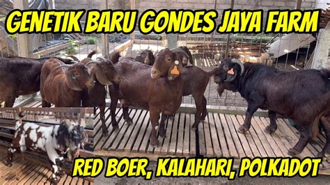 Gondes Jaya Farm Datangkan Genetik Kambing Boer Terbaru Red Boer