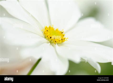 Cosmos Cosmos Bipinnatus Annual Beauty In Nature Colour Creative