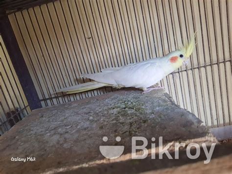 Cockatiel Bird For Sale In Chandgaon Bikroy