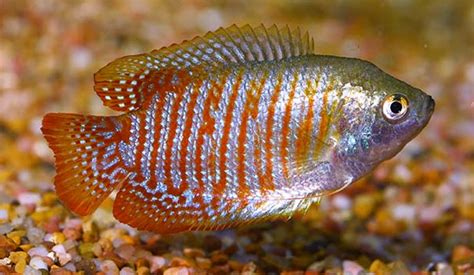 Gouramis: Why Should You Get This Fish For Your Aquarium?