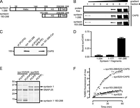 Caps Binds The C Terminal H Plus Linker Domain Of Syntaxin A