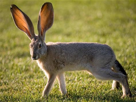 🔥 A Black-tailed Jackrabbit in Nevada 🔥 : r/NatureIsFuckingLit