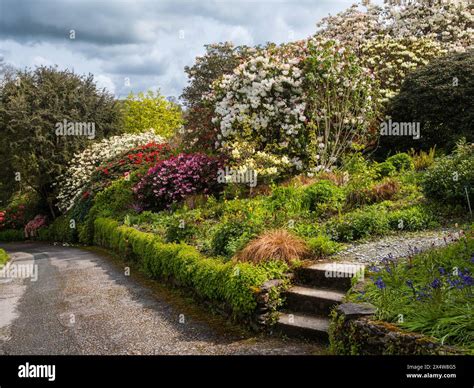 Massed spring Rhododendron display on a roadside bank at The Garden ...