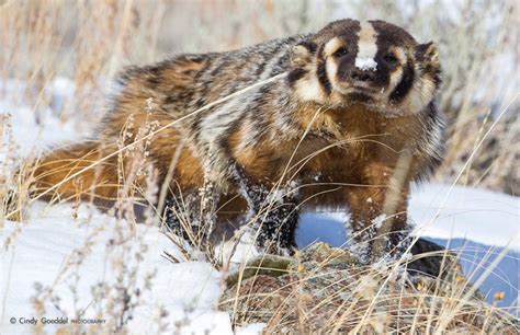 Winter Badger | Cindy Goeddel Photography, LLC