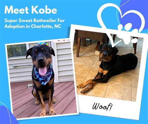 Adopt An Amazing Rottweiler Dog In Charlotte Nc Meet Kobe