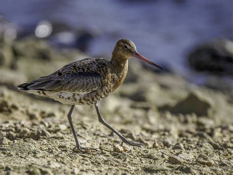 Black Tailed Godwit Wwt Martin Mere Is A Good Place To Get Flickr