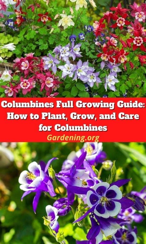 Columbines Full Growing Guide How To Plant Grow And Care For