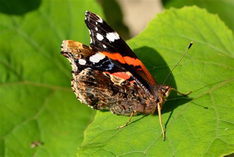 Kostenlose Foto Natur Blatt Blume Tierwelt Insekt Schmetterling