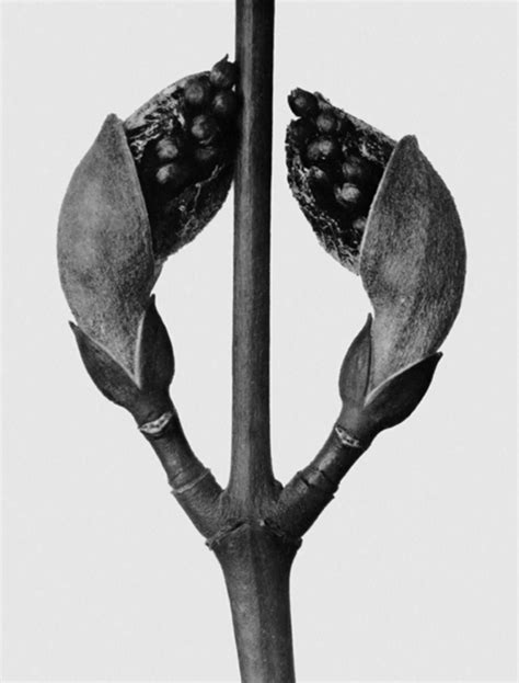 Karl Blossfeldt Art Forms In Nature Vadehra Art Gallery