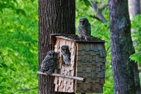 The Three Kiddos Bird House Bird Houses Owl