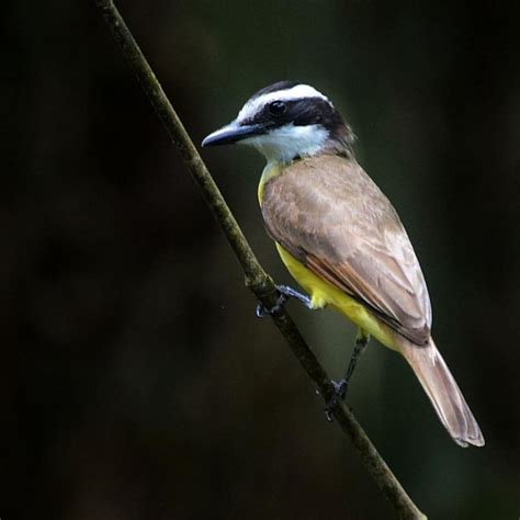 Foto Bem Te Vi Pitangus Sulphuratus Por Iris Oliveira Wiki Aves A