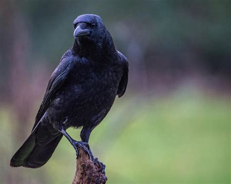 Raven Portrait Photograph By Stephen Jenkins Fine Art America