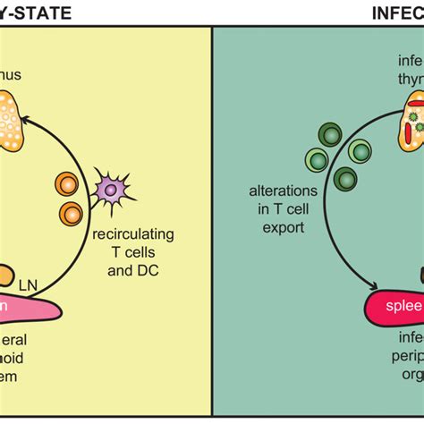 Immune response in the thymus | Download Scientific Diagram