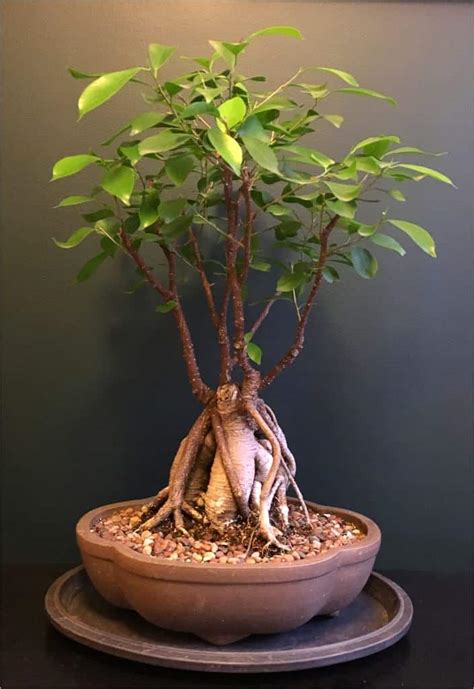 Ficus Ginseng Growing And Care