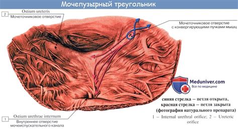 Анатомия: Мочевой пузырь. Стенки мочевого пузыря