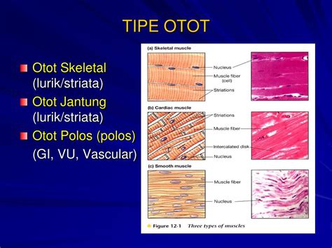 Ppt Physiology Of Muscle Powerpoint Presentation Free Download Id