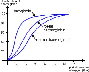 Foetal Haemoglobin The A Level Biologist Your Hub