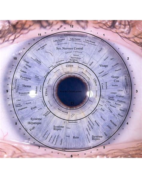 L iridologie l iris de nos yeux révèle notre état de santé