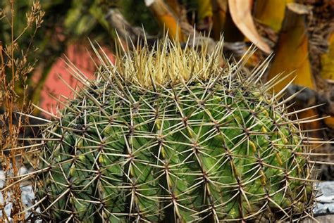 Cactus De Barril Dorado Cactus Bola Echinocactus Grusonii En El Jard N