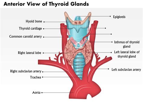 Thyroid Anatomy Anatomical Charts Posters