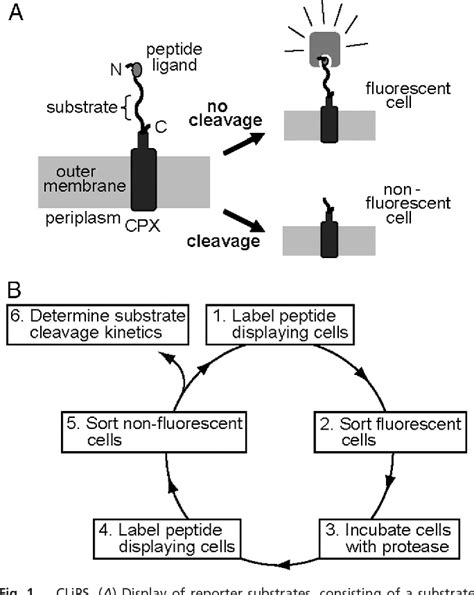 Figure From Protease Specificity Determination By Using Cellular