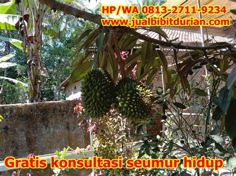 Jual Bibit Durian Bawor Super Hp Wa Jual Bibit