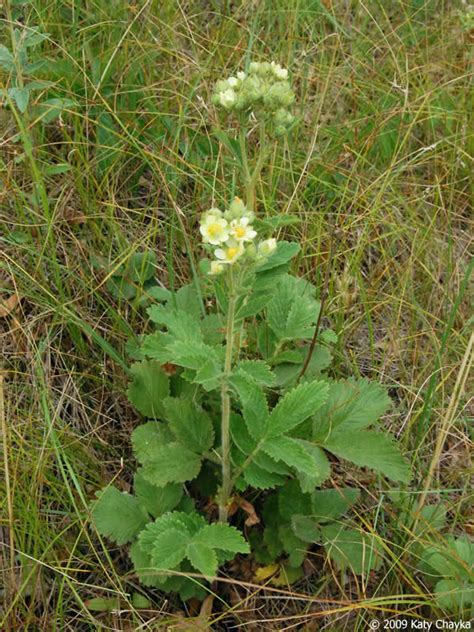 Drymocallis arguta (Tall Cinquefoil): Minnesota Wildflowers