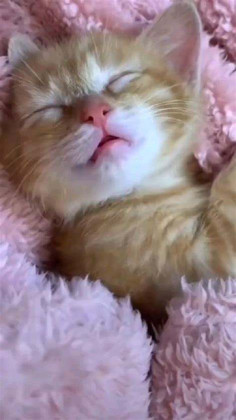 Sweet dreams...🐾💤 | Cute cats, Cute baby cats, Baby cats