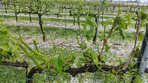 Grandine In Polesine Danni A Orticole E Frumento Bluetu