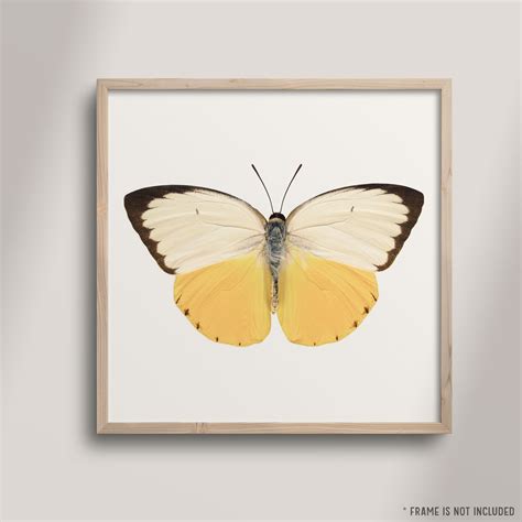 Yellow Butterfly Wall Art at Harrison Greenwood blog