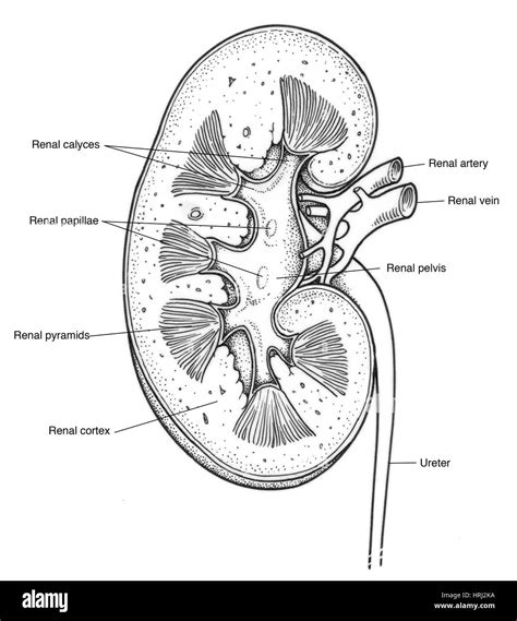 Renal pyramids hi-res stock photography and images - Alamy