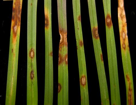 Spring And Summer Leaf Spot Diseases In Lawns And Sports Turf — Plant And Pest Advisory