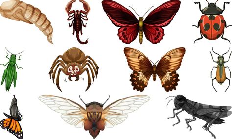 Different Kinds Of Insects Collection Vector Art At Vecteezy