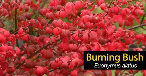 Burning Bush Plant How To Grow And Care For Euonymus Alatus