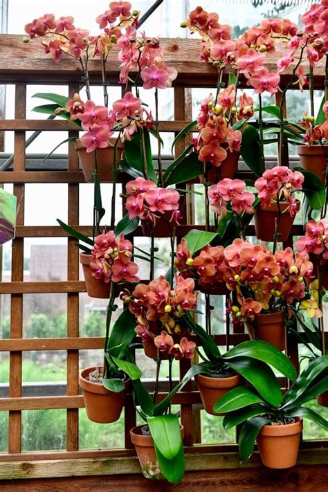 Ideias De Vasos Para Orquideas - Tipo de vasos para orquídeas - Papo de Arquiteta - Dicas de Decoração ...