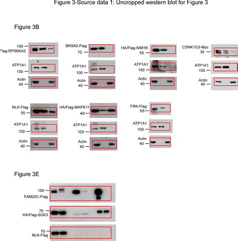 A Subcellular Map Of The Human Kinome Abstract Europe Pmc