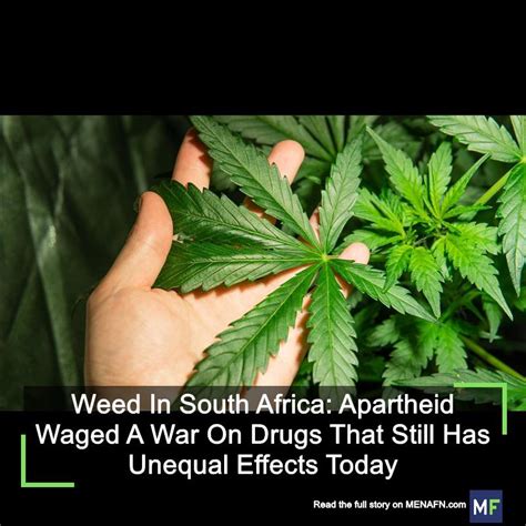 Menafn Weed In South Africa Apartheid Waged A War On Drugs That Still